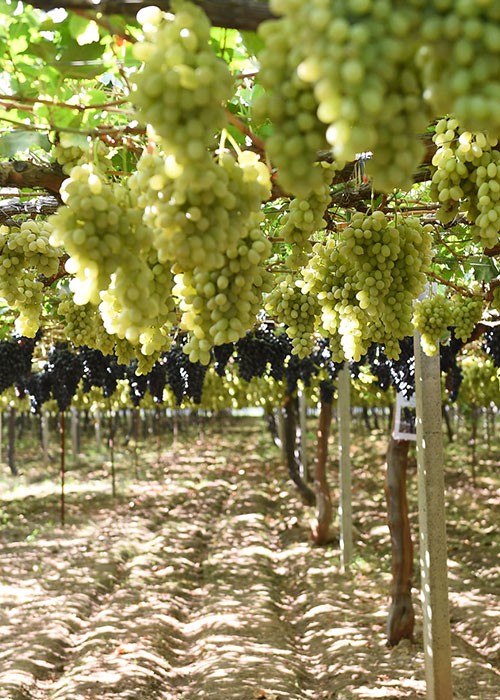 Grape fields of Tursunzade district